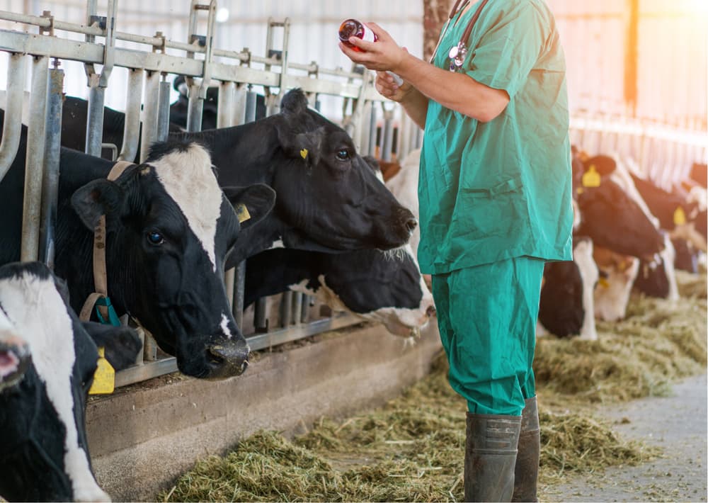 Landwirtschaftliche Tierversicherung